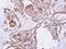 Presequence protease, mitochondrial antibody, GTX119739, GeneTex, Immunohistochemistry paraffin image 