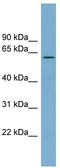 RIO Kinase 2 antibody, TA344875, Origene, Western Blot image 