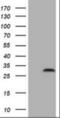 Cullin 5 antibody, orb378019, Biorbyt, Western Blot image 