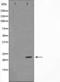 BCL2 Associated Agonist Of Cell Death antibody, TA325251, Origene, Western Blot image 
