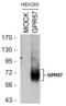 Putative trace amine-associated receptor 3 antibody, PA3-047, Invitrogen Antibodies, Western Blot image 