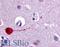 Cholinergic Receptor Muscarinic 3 antibody, LS-A1423, Lifespan Biosciences, Immunohistochemistry frozen image 