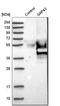 Growth Associated Protein 43 antibody, HPA013392, Atlas Antibodies, Western Blot image 