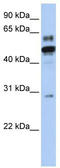 Estrogen Related Receptor Alpha antibody, TA338187, Origene, Western Blot image 