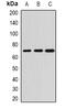 Alkaline Phosphatase, Germ Cell antibody, abx225028, Abbexa, Western Blot image 