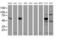 Receptor expression-enhancing protein 2 antibody, MA5-25878, Invitrogen Antibodies, Western Blot image 