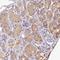 Diacylglycerol Kinase Eta antibody, HPA039533, Atlas Antibodies, Immunohistochemistry frozen image 