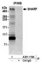 Msx2-interacting protein antibody, A301-119A, Bethyl Labs, Immunoprecipitation image 