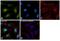 Nuclear Cap Binding Protein Subunit 1 antibody, PA5-30098, Invitrogen Antibodies, Immunofluorescence image 