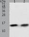 ADF antibody, TA322867, Origene, Western Blot image 