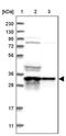 ATPase H+ Transporting V1 Subunit D antibody, PA5-56767, Invitrogen Antibodies, Western Blot image 