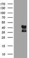 Decaprenyl-diphosphate synthase subunit 2 antibody, TA503936, Origene, Western Blot image 