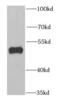 GA Binding Protein Transcription Factor Subunit Beta 1 antibody, FNab03281, FineTest, Western Blot image 