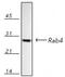 RAB4A, Member RAS Oncogene Family antibody, ab13252, Abcam, Western Blot image 