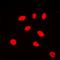 Zinc Finger Protein 174 antibody, orb224042, Biorbyt, Immunocytochemistry image 