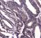 Bromodomain Containing 7 antibody, A01289-1, Boster Biological Technology, Immunohistochemistry frozen image 