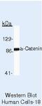 Catenin alpha-2 antibody, PA5-16429, Invitrogen Antibodies, Western Blot image 
