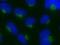 Nucleobindin 1 antibody, GTX44807, GeneTex, Immunocytochemistry image 