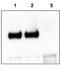 NT-3 growth factor receptor antibody, A02502, Boster Biological Technology, Immunohistochemistry frozen image 