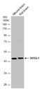 SH3 Domain Containing GRB2 Like 1, Endophilin A2 antibody, GTX133349, GeneTex, Western Blot image 