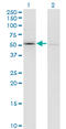 Coagulation Factor XI antibody, LS-C197180, Lifespan Biosciences, Western Blot image 
