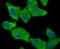 Fibrinogen Alpha Chain antibody, NBP2-80414, Novus Biologicals, Immunofluorescence image 