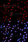 Akt antibody, AP0004, ABclonal Technology, Immunofluorescence image 