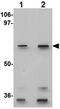 Glutaminase 2 antibody, ab113509, Abcam, Western Blot image 