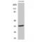Ubiquitin thioesterase OTU1 antibody, LS-C385240, Lifespan Biosciences, Western Blot image 