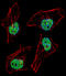HAP3 antibody, LS-C164858, Lifespan Biosciences, Immunofluorescence image 