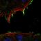 Rap Guanine Nucleotide Exchange Factor 4 antibody, HPA028968, Atlas Antibodies, Immunofluorescence image 