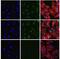 Protein Kinase AMP-Activated Non-Catalytic Subunit Beta 1 antibody, 700241, Invitrogen Antibodies, Immunofluorescence image 