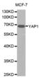 Yes Associated Protein 1 antibody, abx000954, Abbexa, Western Blot image 