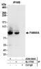 Striatin Interacting Protein 1 antibody, A304-644A, Bethyl Labs, Immunoprecipitation image 