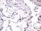 Paired mesoderm homeobox protein 1 antibody, M04774, Boster Biological Technology, Immunohistochemistry paraffin image 