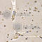 Histone Cluster 4 H4 antibody, A1131, ABclonal Technology, Immunohistochemistry paraffin image 