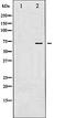 Protein Tyrosine Phosphatase Non-Receptor Type 11 antibody, orb99299, Biorbyt, Western Blot image 