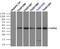Death Associated Protein Kinase 2 antibody, TA501099, Origene, Immunoprecipitation image 
