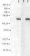Heat Shock Protein Family A (Hsp70) Member 8 antibody, TA309355, Origene, Western Blot image 