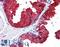 SDH antibody, LS-B9496, Lifespan Biosciences, Immunohistochemistry paraffin image 