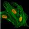 Histone Cluster 4 H4 antibody, NBP2-61558, Novus Biologicals, Immunofluorescence image 