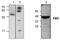 PBR antibody, GTX59606, GeneTex, Western Blot image 
