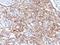 Myeloid Associated Differentiation Marker antibody, orb389035, Biorbyt, Immunohistochemistry paraffin image 