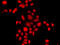 Myeloid leukemia factor 1 antibody, 23-350, ProSci, Immunofluorescence image 