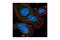 Proteasome activator complex subunit 2 antibody, 2409S, Cell Signaling Technology, Immunocytochemistry image 