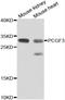 Polycomb group RING finger protein 3 antibody, A7459, ABclonal Technology, Western Blot image 