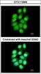 PADI4 antibody, GTX113946, GeneTex, Immunofluorescence image 