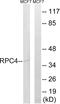 RNA Polymerase III Subunit D antibody, A30652, Boster Biological Technology, Western Blot image 