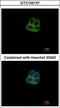 RNA Polymerase Mitochondrial antibody, GTX105137, GeneTex, Immunofluorescence image 