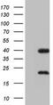 Nuclear receptor subfamily 1 group I member 3 antibody, M02858, Boster Biological Technology, Western Blot image 